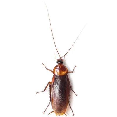 Cockroach | InsectIQ Pest Control Service serving Modesto, CA