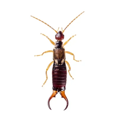 Earwig | InsectIQ Pest Control Service serving Modesto, CA