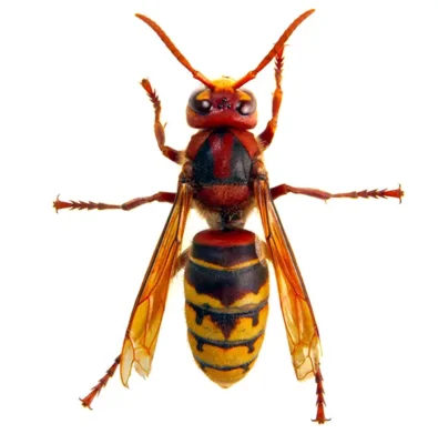 Hornet | InsectIQ Pest Control Service serving Modesto, CA