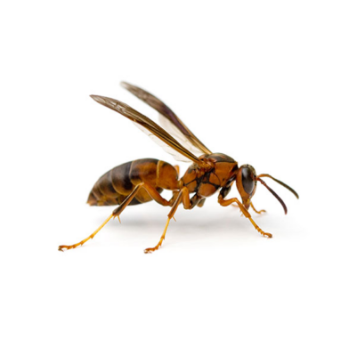 Paper Wasp | InsectIQ Pest Control Service serving Modesto, CA