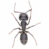 Carpenter Ant | InsectIQ Pest Control Service serving Modesto, CA